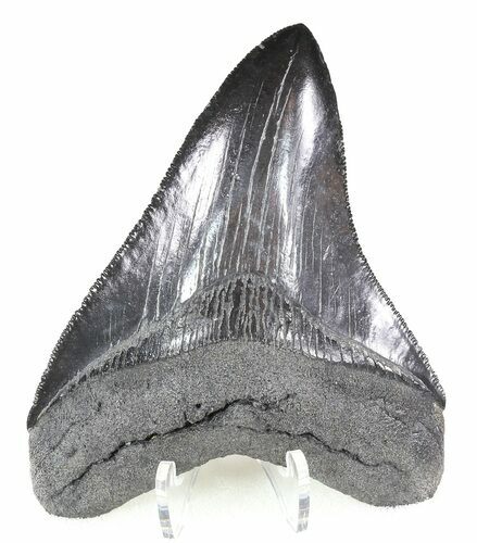 Serrated, Black Megalodon Tooth #46555
